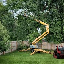 Best Tree Preservation Services  in Springville, AL