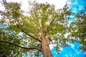 Best Tree Maintenance Programs  in Springville, AL