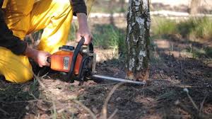 Leaf Removal in Springville, AL