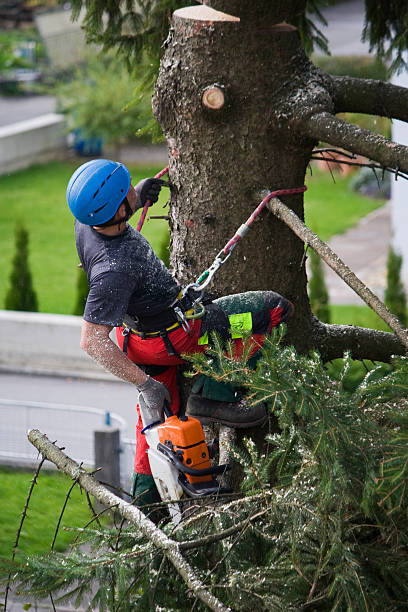 Best Hazardous Tree Removal  in Springville, AL