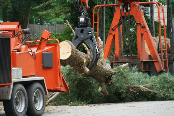 Best Utility Line Clearance  in Springville, AL