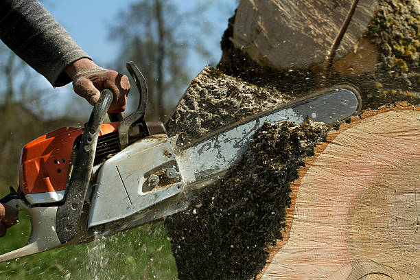 Why Choose Our Tree Removal Services in Springville, AL?